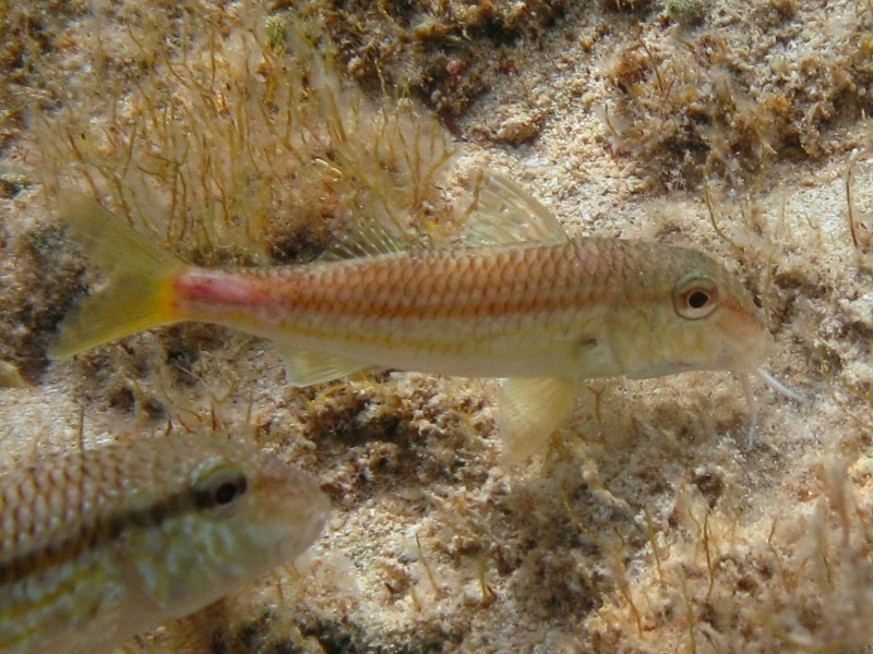 Mullus barbatus vs. Mullus surmuletus